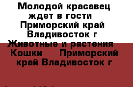 Молодой красавец ждет в гости - Приморский край, Владивосток г. Животные и растения » Кошки   . Приморский край,Владивосток г.